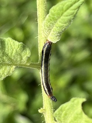 Trichordestra legitima