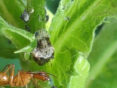 Ocyptamus fuscipennis