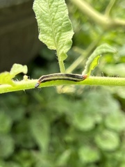 Trichordestra legitima