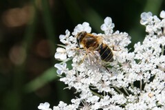 Eristalis nemorum