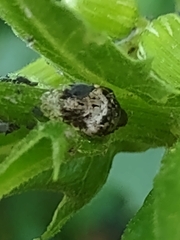 Ocyptamus fuscipennis