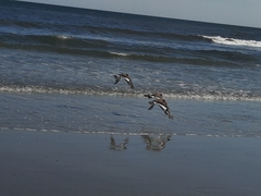 Haematopus palliatus