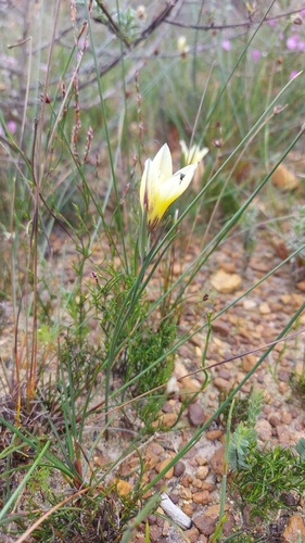 Image of Gladiolus trichonemifolius by (c) Jacques van der Merwe, some rights reserved (CC BY-SA)