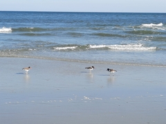 Haematopus palliatus