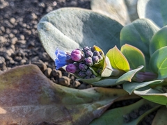 Mertensia maritima