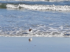 Haematopus palliatus