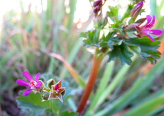 Pelargonium grossularioides