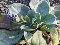 Mertensia maritima
