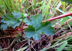 Pelargonium grossularioides