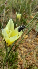 Gladiolus trichonemifolius