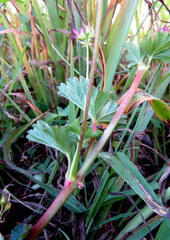 Pelargonium grossularioides