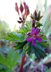 Pelargonium grossularioides