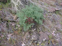Lomatium