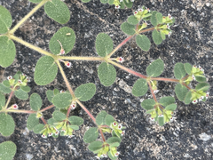 Euphorbia setiloba