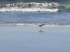 Haematopus palliatus