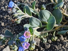 Mertensia maritima