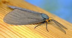 Ctenucha virginica