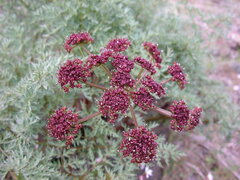 Lomatium