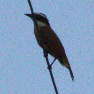 Pitangus sulphuratus