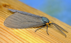 Ctenucha virginica