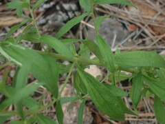 Stevia