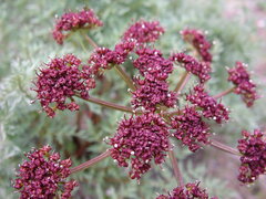 Lomatium