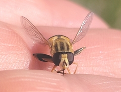 Helophilus latifrons