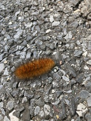 Phragmatobia fuliginosa