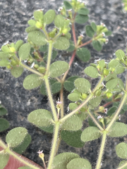Euphorbia setiloba