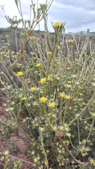 Leucadendron verticillatum