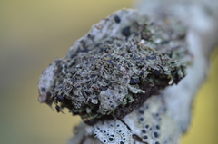 Bacidia bagliettoana