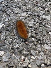 Phragmatobia fuliginosa