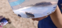 Coryphoblennius galerita