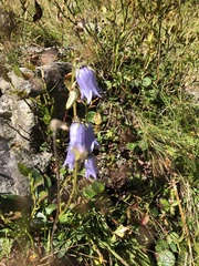 Campanula barbata