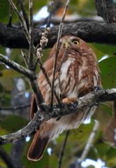 Glaucidium brasilianum