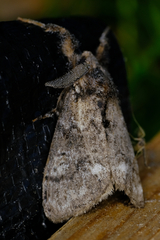 Dasychira plagiata