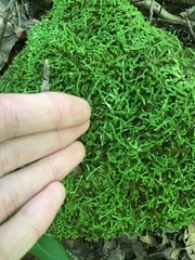 Pseudanomodon attenuatus