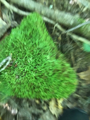 Pseudanomodon attenuatus