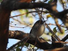 Hemitriccus margaritaceiventer