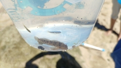 Coryphoblennius galerita