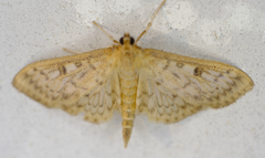 Herpetogramma pertextalis