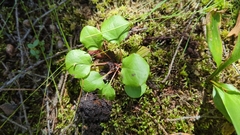 Pyrola