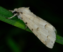 Acronicta innotata