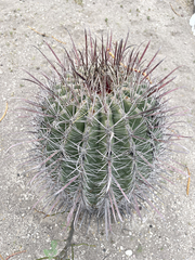 Ferocactus peninsulae