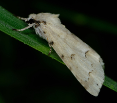 Acronicta innotata