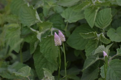 Celosia argentea