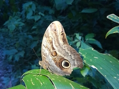 Caligo oedipus