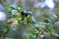 Vaccinium ovatum