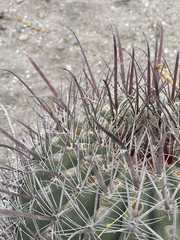 Ferocactus peninsulae