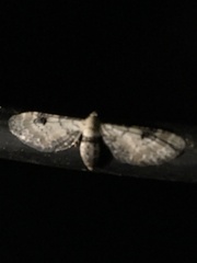Eupithecia centaureata